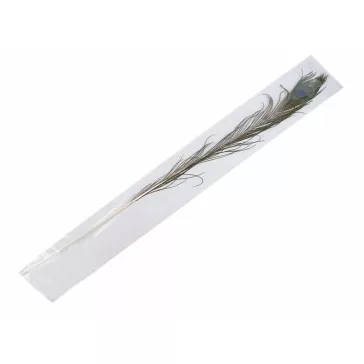   Páva toll hossza 70-110 cm - természetes páva (1 db-os csomagolás)