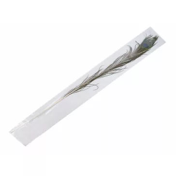   Páva toll hossza 70-110 cm - természetes páva (5 db-os csomagolás)
