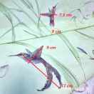 Prémium pamutvászon 220 cm széles - Virágok és kolibrik Prémium pamutvászon 220 cm széles - Virágok és kolibrik