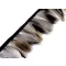 Paszomány - kacsa toll 6-8 cm
