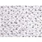 Cotton fabric / canvas, plants / flowers – grey