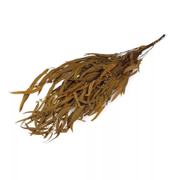 Stabilizált eukaliptusz csokor - 1 khaki (3 bunch) Stabilizált eukaliptusz csokor - 1 khaki (3 bunch)