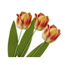 Fa tulipán beszúrós - 1 narancssárga (3 db-os csomagolás) Fa tulipán beszúrós - 1 narancssárga (3 db-os csomagolás)