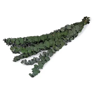Stabilizált eukaliptusz köteg - 1 élénkzöld (4 bunch)