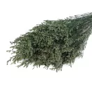 Stabilizált sóvirág csokor - 3 zöld (1 csokor) Stabilizált sóvirág csokor - 3 zöld (1 csokor)