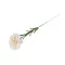 Műszegfű - 2 rózsszín legvilágosab (1 db-os csomagolás)